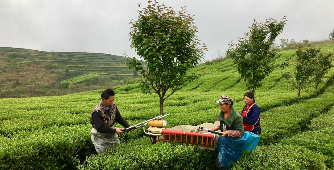 太古旗下公司詹姆斯芬利与贵州当地政府合作，在思南县设立精制茶加工厂，生产精制茶，从而帮助当地农户打开新市场并提高收入。