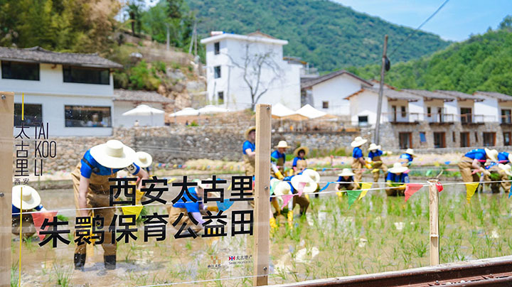 西安太古里朱鹮保育田水稻种植公益行