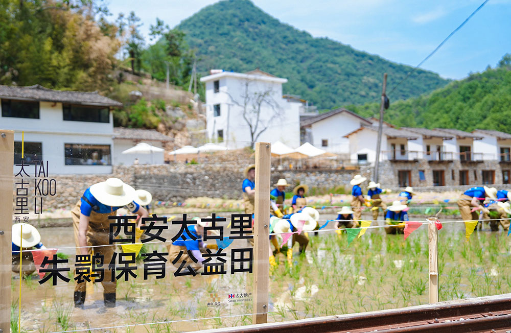 西安太古里朱鹮保育田水稻种植公益行